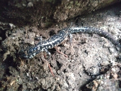 Plethodon mississippi