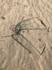 Hesperocallis undulata