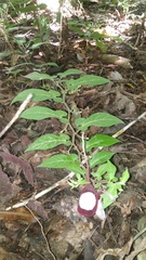 Aristolochia nelsonii