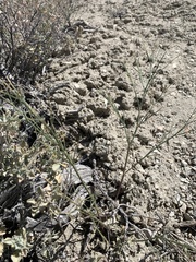 Astragalus convallarius