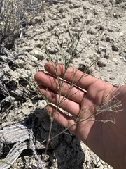Astragalus convallarius