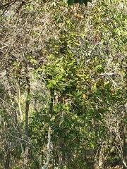 Macadamia integrifolia