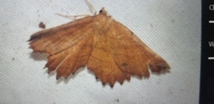 Euchlaena johnsonaria