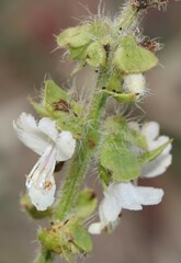 Ocimum