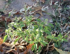Ocimum