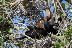 Anhinga rufa