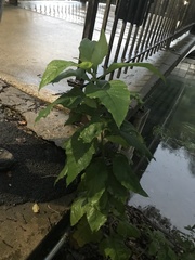 Verbesina virginica