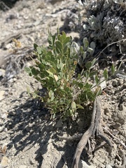 Astragalus megacarpus