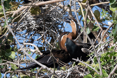 Anhinga rufa