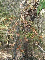 Macadamia integrifolia