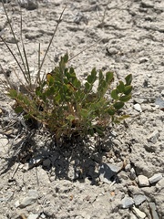 Astragalus megacarpus