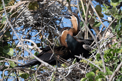 Anhinga rufa