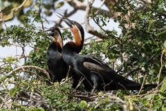 Anhinga rufa