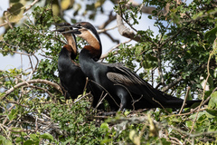 Anhinga rufa