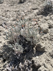 Eriogonum anemophilum