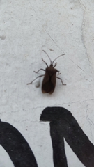 Coreidae
