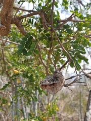 Mezoneuron brachycarpum