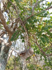 Mezoneuron brachycarpum