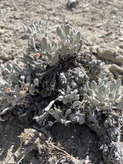 Eriogonum anemophilum