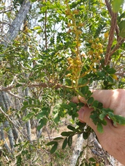 Mezoneuron brachycarpum