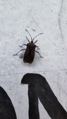 Coreidae