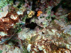 Tubastraea coccinea