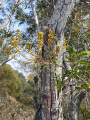 Mezoneuron brachycarpum