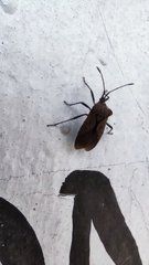 Coreidae