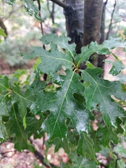 Quercus gravesii