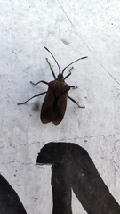 Coreidae
