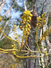 Mezoneuron brachycarpum