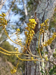 Mezoneuron brachycarpum