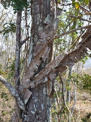 Mezoneuron brachycarpum