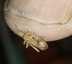 Harmostes fraterculus