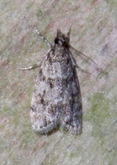 Scoparia basalis