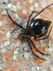 Euryopis episinoides