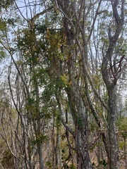Mezoneuron brachycarpum
