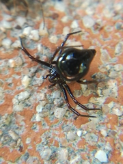 Euryopis episinoides