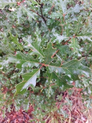 Quercus gravesii