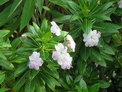 Impatiens sodenii