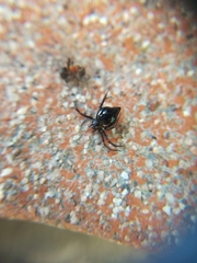 Euryopis episinoides
