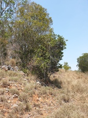 Macadamia integrifolia