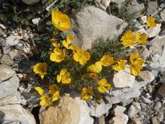 Papaver alpinum