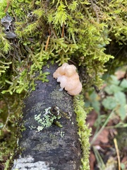 Naematelia encephala