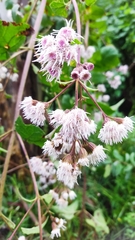 Ageratina deltoidea