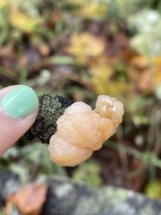 Naematelia encephala