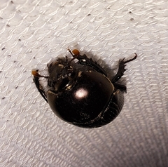 Geotrupes blackburnii