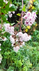 Ageratina deltoidea