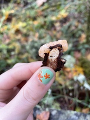 Naematelia encephala