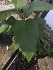 Verbesina virginica